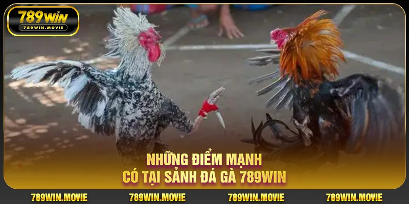 Đá Gà 789WIN | Đấu Trường Gà Chơi Kịch Tính Nhất 2025 2 Những điểm mạnh có tại sảnh đá gà 789WIN